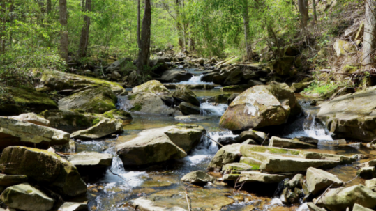 Rocky mountain stream flowing through a lush green forest with moss covered boulders and small waterfalls