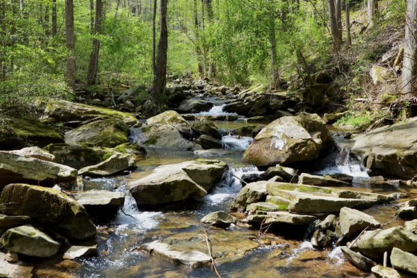 Rocky mountain stream flowing through a lush green forest with moss covered boulders and small waterfalls