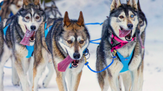Team of Siberian husky sled dogs running through snow with blue harnesses during a winter dog sledding race