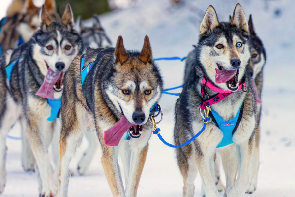 Team of Siberian husky sled dogs running through snow with blue harnesses during a winter dog sledding race