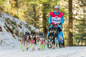 Musher guiding a husky dog sled team along a snowy forest trail during a competitive winter mushing event
