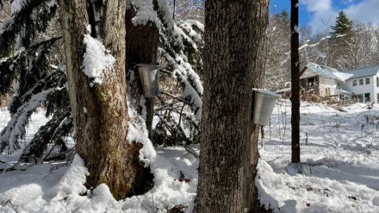 Metal sap buckets hang from snow covered maple trees in a winter forest near a rural house during maple syrup tapping season