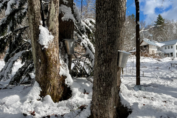 Metal sap buckets hang from snow covered maple trees in a winter forest near a rural house during maple syrup tapping season