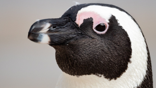 Close-up profile of an African penguin's head, showing its black-and-white plumage, dark beak, and distinctive pink patch above the eye