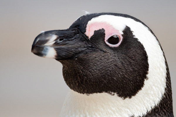 Close-up profile of an African penguin's head, showing its black-and-white plumage, dark beak, and distinctive pink patch above the eye