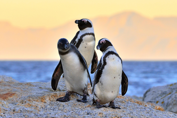 Three African penguins standing on a rocky shoreline with the ocean and a softly blurred coastal landscape in the background
