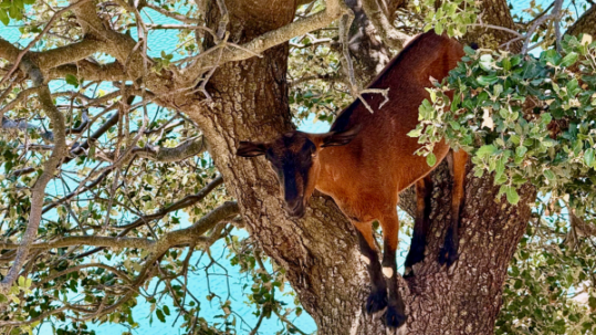 Brown goat resting in the branches of a leafy tree overlooking bright blue water in a sunny outdoor setting