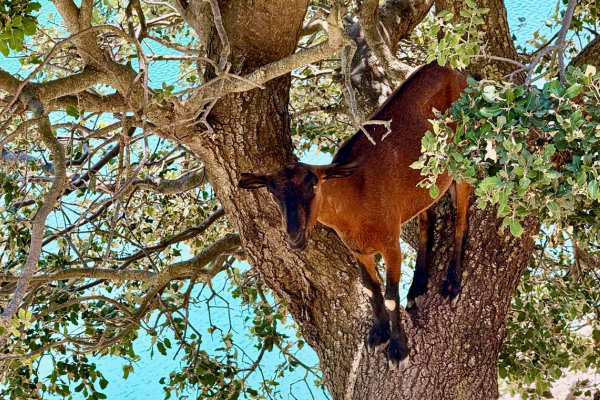 Brown goat resting in the branches of a leafy tree overlooking bright blue water in a sunny outdoor setting