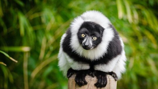 Black-and-white ruffed lemur perched on a wooden post against lush green vegetation, showing its thick contrasting fur and pale eyes