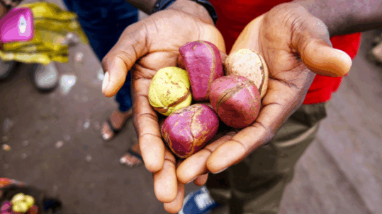 Close-up of a person holding a handful of colorful kola nuts in shades of purple, pink, and yellow at an outdoor market