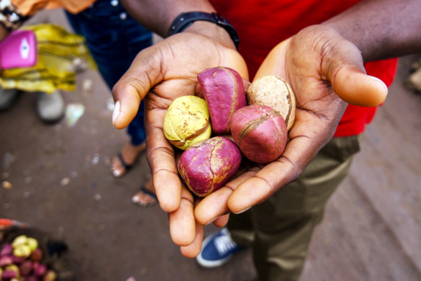 Nigeria GMS kola nuts handful Close-up of a person holding a handful of colorful kola nuts in shades of purple, pink, and yellow at an outdoor market