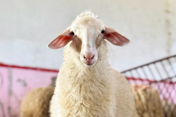 Close up of a white sheep with floppy ears standing in a barn with other sheep blurred in the background