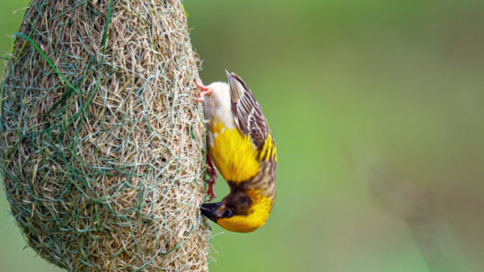 A yellow and brown weaver bird clings upside down to the side of its woven hanging nest against a soft green background