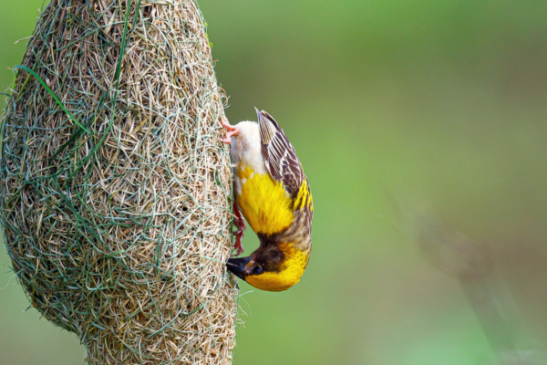 A yellow and brown weaver bird clings upside down to the side of its woven hanging nest against a soft green background