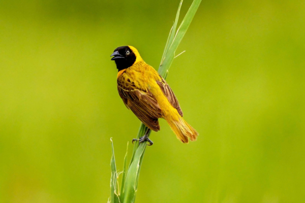 A bright yellow weaver bird with a black face perches on a tall green blade of grass against a blurred green field