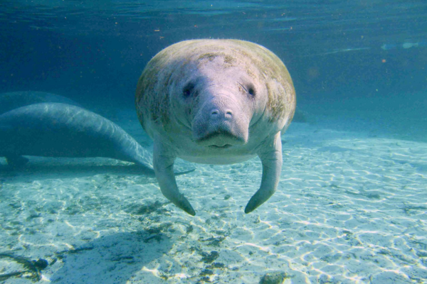 A manatee faces the camera while swimming in clear shallow water