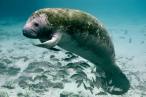 A manatee swims underwater above a group of fish near the sandy bottom