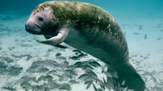 A manatee swims underwater above a group of fish near the sandy bottom