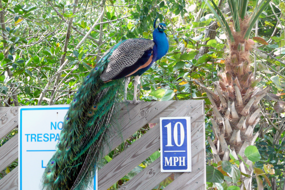 A vibrant peacock with blue and green iridescent feathers perches on a wooden fence beside “No Trespassing” and “10 MPH” signs