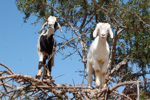 Two goats standing on tree branches against a clear blue sky in a natural outdoor setting