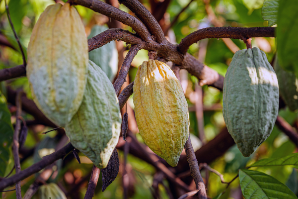 Cacao pods growing on a tree branch among green leaves