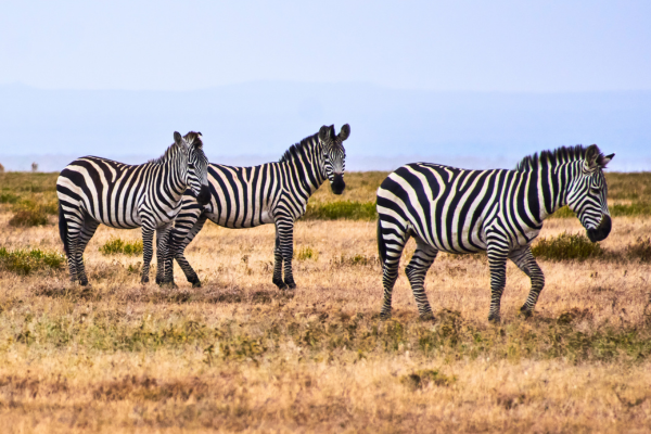 Three zebras grazing and walking across dry open savanna plains with a hazy blue horizon in the background