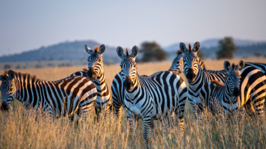 Group of zebras standing together in tall grass on an African plain with distant hills behind them