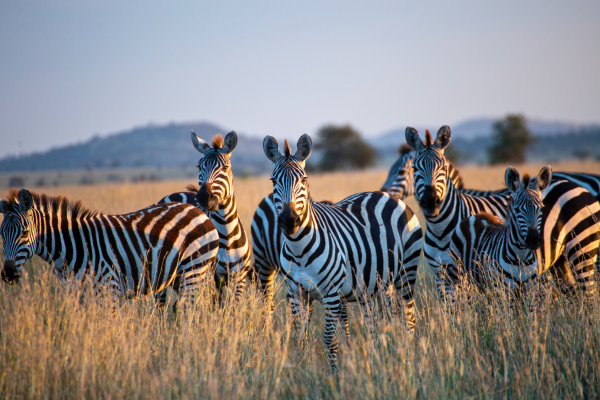 Group of zebras standing together in tall grass on an African plain with distant hills behind them