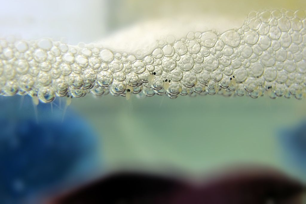 Close up of betta fish bubble nest with tiny eggs or fry among foam bubbles at the water surface