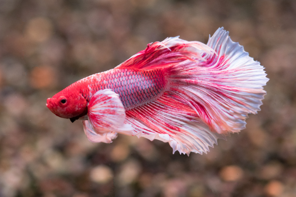 Pink and white betta fish swimming in profile with delicate ruffled fins against a soft blurred aquarium background
