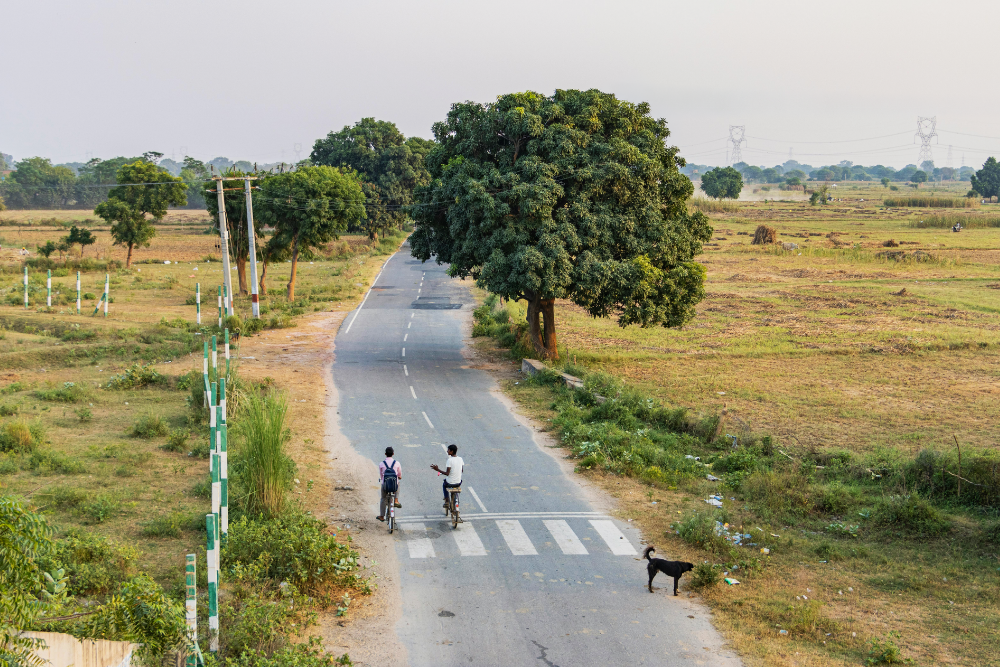 Rural road through farmland with two cyclists, a large roadside tree, utility poles and a black dog near a crosswalk under a hazy sky