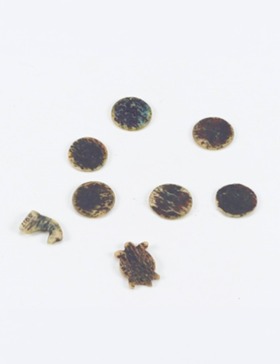 Small dark speckled bone pieces and carved fragments arranged on a white background for archaeological or artifact identification