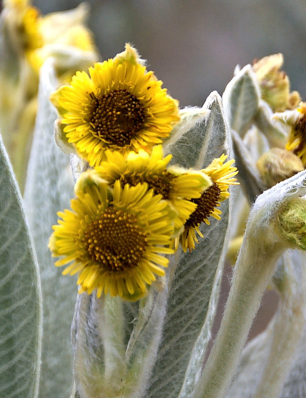 Close up of yellow wildflowers with fuzzy silver green leaves and unopened buds against a softly blurred natural background