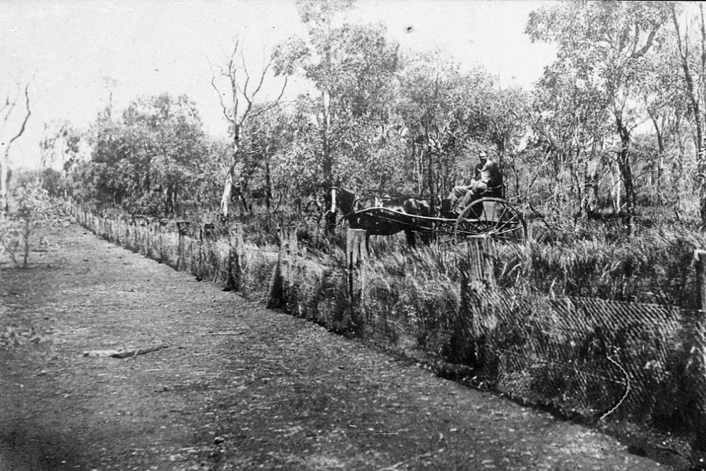 Black and white historical image of a horse-drawn cart traveling beside a long fence through wooded rural land