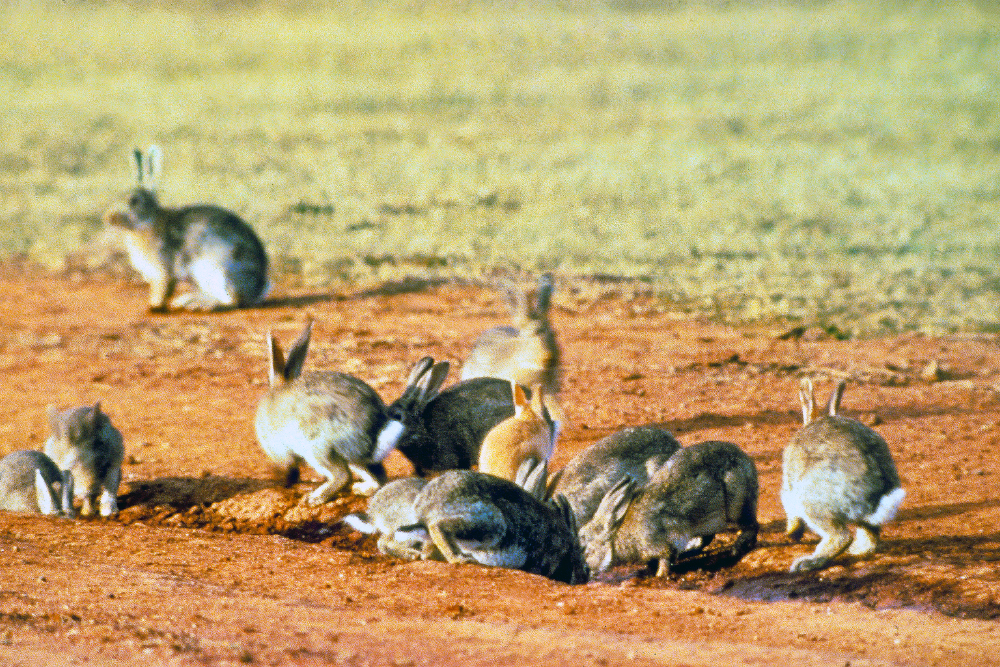 Group of rabbits gathered on red dirt in an open grassy area