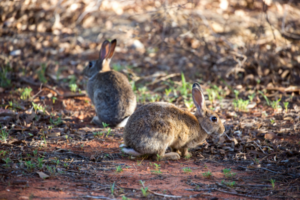 Two rabbits standing on reddish dirt among dry leaves, grasses and scrub vegetation in dappled sunlight