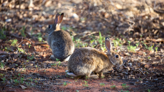Two rabbits standing on reddish dirt among dry leaves, grasses and scrub vegetation in dappled sunlight