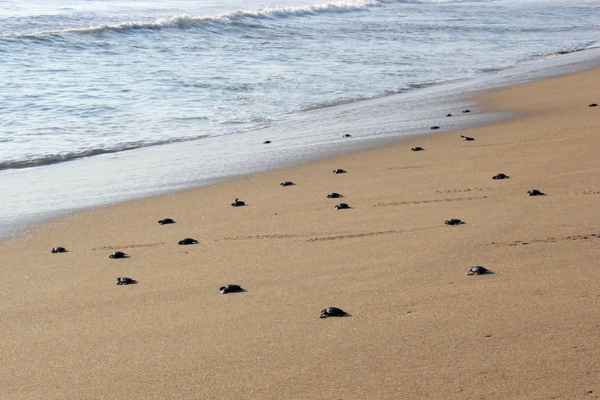 Baby sea turtles crawling across a sandy beach toward ocean waves near the shoreline