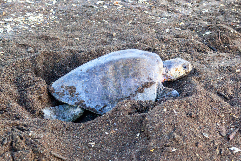 Sea turtle resting in a sandy nest on a dark beach with shell partially covered by sand
