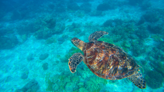 Sea turtle swimming underwater above a turquoise coral reef with patterned flippers and shell visible