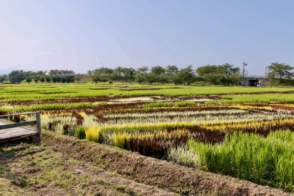 Patterned rice paddies with rows of green, yellow, brown and white plants across flat farmland under a clear sky