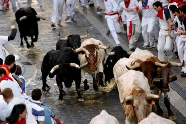 Bulls running through a crowded city street with participants in white clothing during the Running of the Bulls festival
