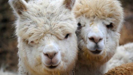 Two fluffy white alpacas standing close together, facing the camera with their faces filling most of the frame