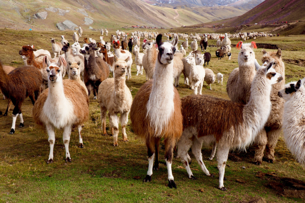 A large herd of alpacas and llamas standing in a grassy mountain valley, with animals of various colors spread across the landscape