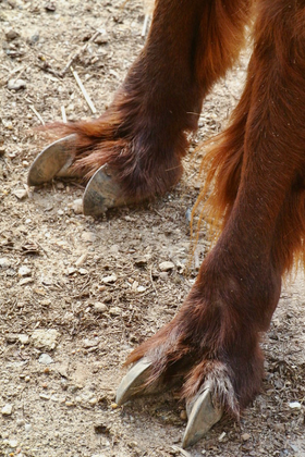Close-up of a llama's lower legs and cloven hooves standing on dry, rocky ground.