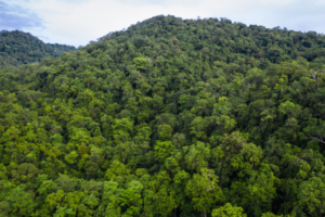 A densely forested tropical hillside covered with a continuous canopy of green trees beneath a lightly overcast sky