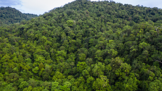 A densely forested tropical hillside covered with a continuous canopy of green trees beneath a lightly overcast sky