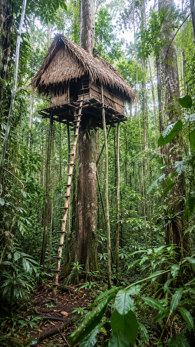 A small thatched wooden treehouse on stilts is built around a large tree in a dense tropical rainforest, with a long wooden ladder leading to the entrance