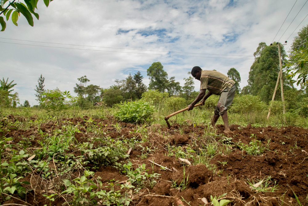 Farmer using a hand hoe to cultivate rich soil in a green rural agricultural field surrounded by trees